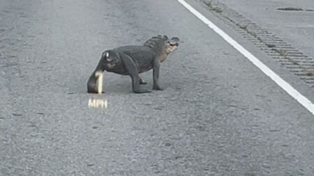Tailless aligator